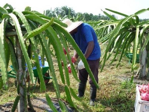 agriculture-8