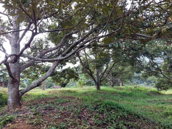 plantation-4