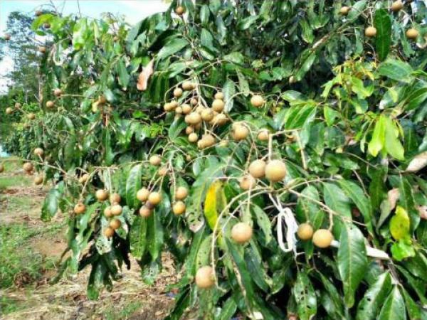 agriculture-1
