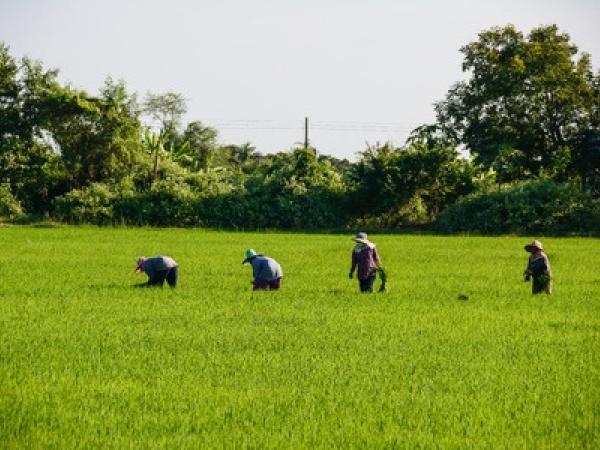 agriculture-5