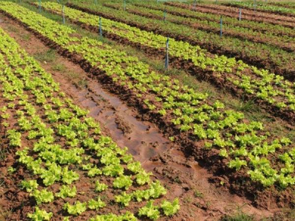 agriculture-6