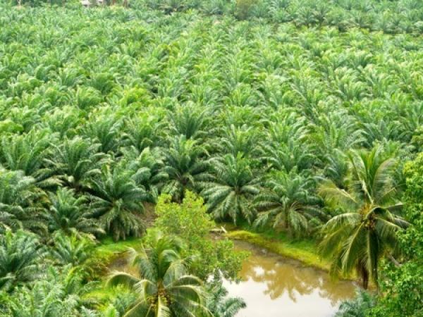 plantation-2