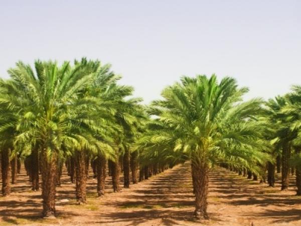 plantation-3