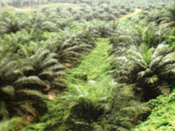 plantation-5