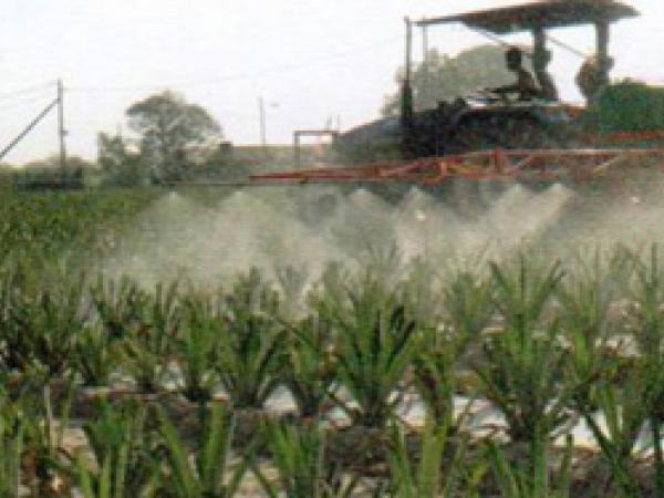 plantation-6