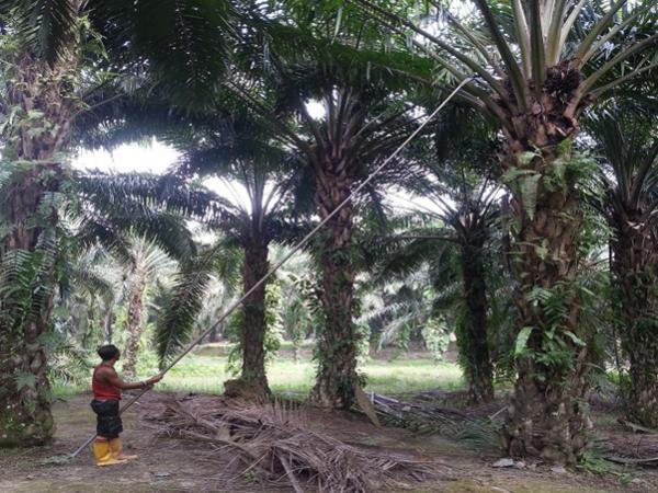 plantation-7