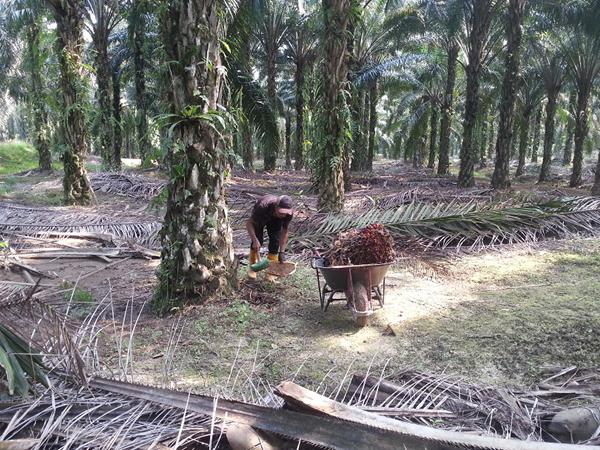 plantation-8