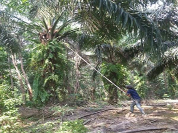 plantation-9